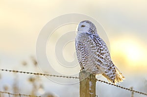 Famale snowy owl standing in the sunrise