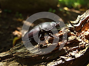 Famale stag beetle