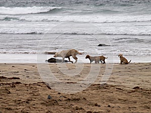 Famara, dogs play on the beach