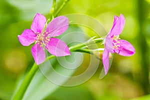 Fame - Flower,Ceylon Spinach,Sweetheart, Surinam Purslane (Talinum paniculatum Gaetn) photo