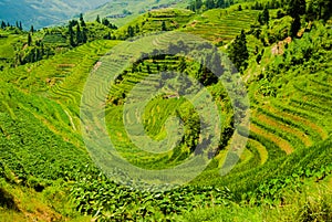 Famed Longsheng rice terraces by Guilin