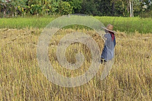 Famer harvest in the rice field