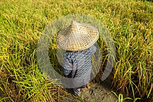 Famer harvest rice plant