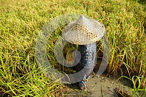 Famer harvest rice plant