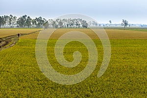 Famer walking on paddy field