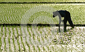 Famer working in the farm