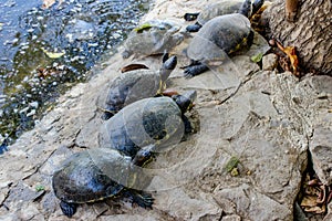 Turtle family on a rock. photo