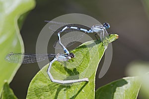 Familiar Bluet Damselflies Mating photo