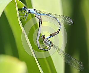 Familiar Bluet Damselflies Mating photo