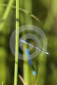 Familiar Bluet Damselfly  703825