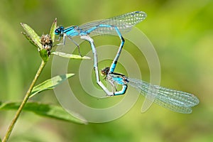 Familiar Bluet Damselfly - Enallagma civile photo