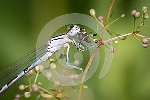 Familiar Bluet Damselfly Eating Grasshopper