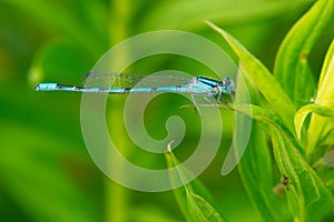 Familiar Bluet Damselfly - Enallagma civile photo