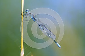 Familiar Bluet Damselfly Immature   54449