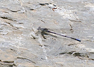 A Familiar Bluet damselfly rests on a rock near a stream in Maryland