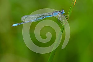 Familiar Bluet - Enallagma civile photo