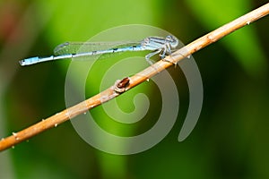 Familiar Bluet - Enallagma civile photo