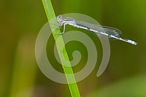 Familiar Bluet - Enallagma civile photo