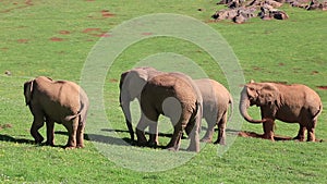 Familiar group of african elephants