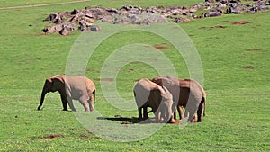 Familiar group of african elephants