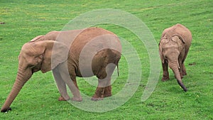 Familiar group of african elephants