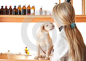 Familiarity puppy and vet photo