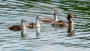 Familie of great crested grebe swimming on lake photo