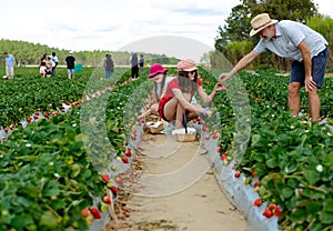 Families picking fresh strawberries in strawberry farm