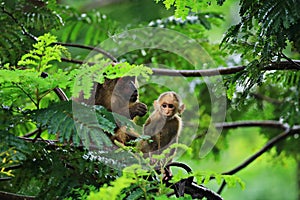 Families of Stump-tailed Macaque Macaca arctoides