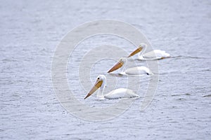 Famility of drifting pelicans