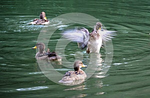 Familiy duckling in the lake