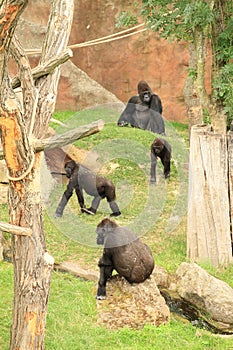 Familiy of gorillas with cub photo