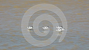 Familiy of Pied Avocet in Water