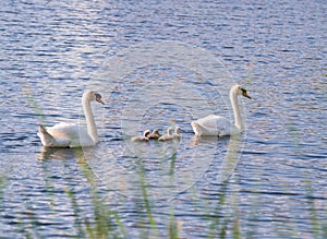 Familiy of swans with nestlings