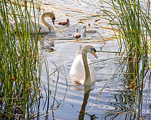 Familiy of swans with nestlings
