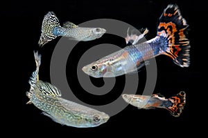 Familly of Guppy fish in black background