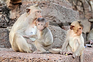 Familly of monkeys