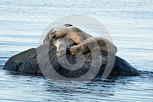 a family of sea wolves sleeping on a rock photo