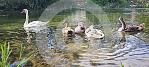 Familly of waterbird photo