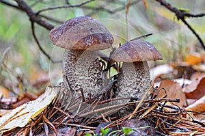A family of 2 birch boletes Leccinum scabrum mushrooms, known as the rough-stemmed bolete, or scaber stalk close up picture in t