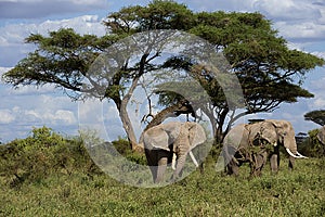 Family of african elephant