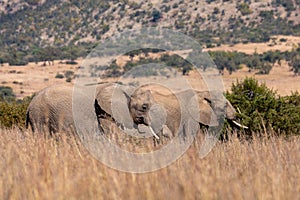 African Elephant in Pilanesberg South Africa wildlife safari