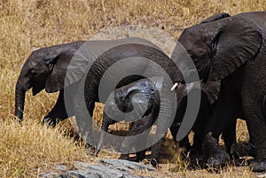 Family of African elephants with cute baby elephant in Tanzania, Africa.