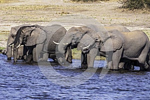 Family of African elephants drinking at a waterhole in Chobe national park.