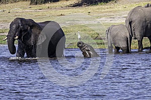 Family of African elephants drinking at a waterhole in Chobe national park.