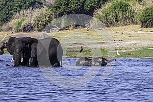 Family of African elephants drinking at a waterhole in Chobe national park.