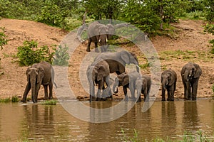 Family of African elephants drinking at a waterhole in Etosha