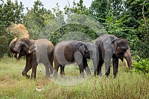 Family of African elephants enjoying a peaceful moment in the savanna