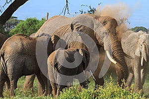 Family of african elephants. Kenya, Africa