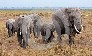 Family of African elephants Lexodonta africana walking through dry grass